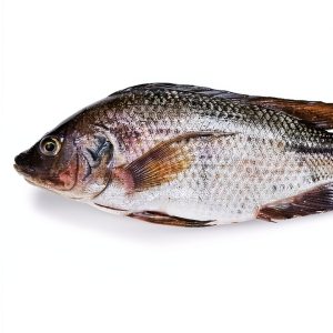 New Society Publishers Aquaponics Gardening Sustainable Food-0