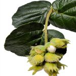 Organic Gardening eBook Sustainable Horticulture Trees Guide-0