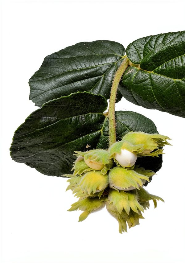 Organic Gardening eBook Sustainable Horticulture Trees Guide-0